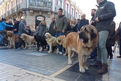 Mastines de paseo por el centro de León. J. NOTARIO