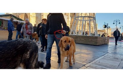 Mastines de paseo por el centro de León. J. NOTARIO