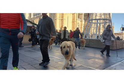 Mastines de paseo por el centro de León. J. NOTARIO