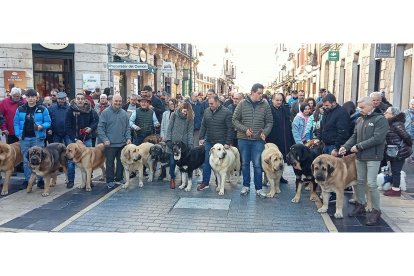Mastines de paseo por el centro de León. J. NOTARIO