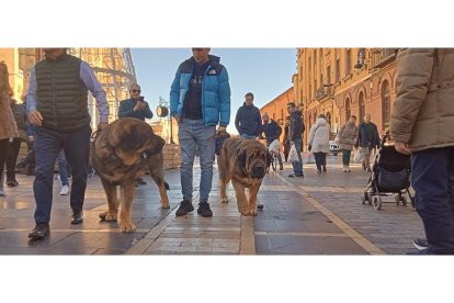 Mastines de paseo por el centro de León. J. NOTARIO