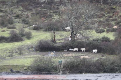 Ganado de Santa Cruz, muy cerca de la escombrera en fase de restauración. Los escombros, en muchos casos, han sepultado manantiales que alimentaban pastos imposibles de recuperar hoy. L. DE LA MATA
