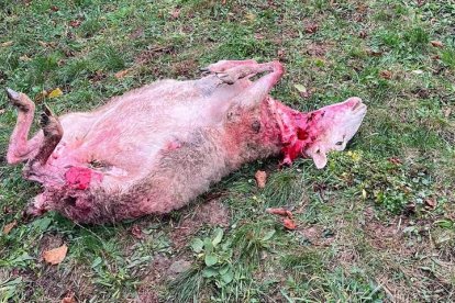 Es la primera vez que hay lobos tan cerca del casco urbano de Cistierna. CAMPOS