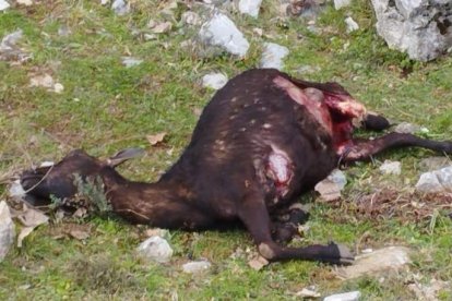 Dado que el lobo es un animal protegido, son las administraciones, el Gobierno Central y la Junta de Castilla y León, quienes tienen que tomar medidas. CAMPOS