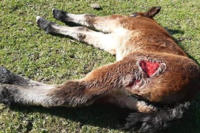 No es la primera vez que este ganadero sufre los ataques del lobo. CAMPOS