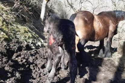El lobo se pasea y mata en fincas urbanas de Soto y Posada de Valdeón. CAMPOS