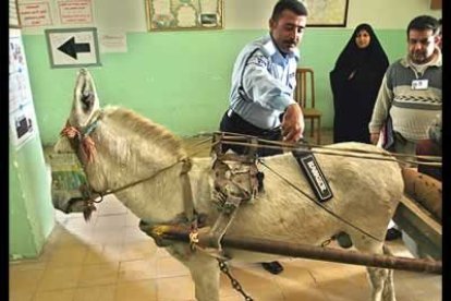Un policía trata de encontrar explosivos en el interior de un burro, en una muestra de la obsesión por la seguridad en los comicios iraquíes.