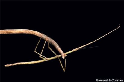 Aunque este nuevo insecto palo no es el más largo de mundo, pertenece a una familia conocida como palitos gigantes. Se conoce como Phryganistria tamdaoensis y tiene cerca de 23 cm de largo y es un maestro del camuflaje. Encontrado en el Parque Nacional de Tam Dao (Vietnam), ha pasado desapercibido durante años para los entomólogos que trabajan en la región. Este insecto palo gigante se puede observar en vivo en Bruselas, en el Royan Belgian Institute of Nature Sciences. El insecto palo más largo que se conoce es el Phobaeticus Chani que, con más de 56 cm, fue encontrado en Nueva Guinea. JONATHAN BRECKO