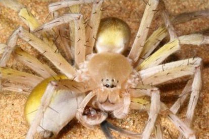 Encontrada en Marruecos, 'Cebrennus rechenbergies' una araña muy ágil que huye de sus depredadores con acrobacias. Al detectar alguna señal de peligro adopta primero una actitud amenazante pero, si no funciona esta estrategia, sale corriendo y da volteretas para acelerar su huida. Dado que vive en el desierto, donde no hay lugar para esconderse, los investigadores consideran que esta estrategia es la última baza del arácnido para librarse de sus depredadores. Su forma de actuar ya ha inspirado la creación de un robot que copia su forma de moverse. PETER JÄGER
