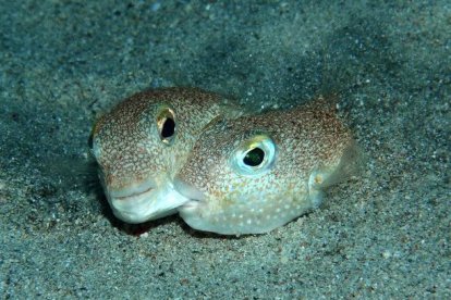 Un macho y una hembra de 'Torquigener albomaculosus', durante el cortejo. YOJI OKATA