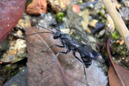 'Deuteragenia ossarium' es una avispa, encontrada en la reserva natural de Gutinashan (China), mide unos 15 mm de longitud y construye nidos en tallos huecos que separa en varias secciones con paredes. En cada una de las secciones la avispa pone un huevo y deposita una araña que servirá de alimento a la cría. La última de las celdas del nido la llena con hormigas muertas que crean una barrera química para prevenir la presencia de depredadores. MICHAEL STAAB