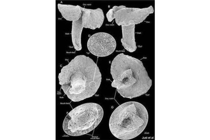 Aparentemente relacionados con las medusas y los corales, los 'Dendrogramma enigmaticas' son pequeños animales parecidos a las setas, con una boca en el extremo del ‘tallo‘ y el otro extremo con la forma de un disco aplanado. Se encontraron en los fondos marinos de Point Hicks (Australia) a más de 1.000 metros de profundidad. Miden de 8 mm de largo y el disco superior apenas supera los 10 mm. JUST, ET AL.