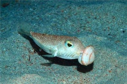 El macho de la especie 'Torquigener albomaculosus', en plena faena para construir un nido circular y geométrico con el que atraer a las hembras. Los nidos, que solo se utilizan una vez, protegen los huevos de las corrientes marinas y de los depredadores. YOJI OKATA