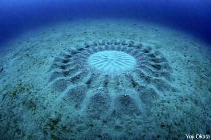 Los científicos llevaban 20 años intentando averiguar el origen de unos círculos de unos 2 metros de diámetro con diseños geométricos de los fondos marinos de la isla de Oshima, una isla volcánica del Océano Pacífico. Se trata de los nidos que construyen los peces machos de la especie  'Torquigener albomaculosusde'. Los machos los preparan para atraer a las hembras y además las crestas y ranuras sirven para minimizar el efecto de las corrientes, y posiblemente evitar los ataques de depredadores. YOJI OKATA