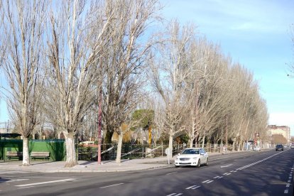 Los chopos de las piscinas de Sáenz de Miera están, en parte, enfermos y serán derribados. MIGUEL F.B.