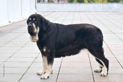 Sombra de Extrexaldas, la hembra adulta que se ha alzado con el primer puesto en esta edición. DL