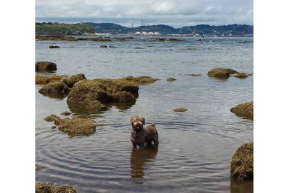 Blass en la zona de la playa de San Lorenzo, en Gijón, donde permite perros. ÁGRATA ANDRÉS VERGARA