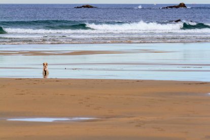 Buba en la playa de Tapia de Casariego. MANOLO TOBALINA