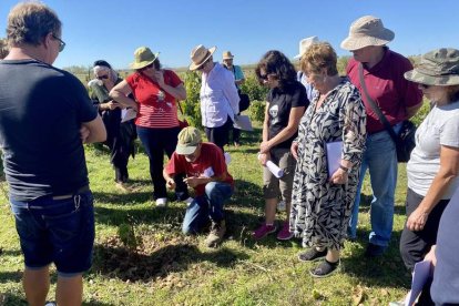 Jornada de vendimia en Grajal de Campos. DL