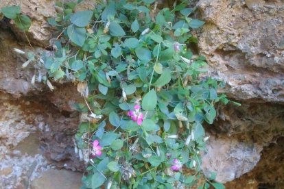 El rompepiedras tiene flores de color púrpura que abre cada año entre marzo y junio en los Montes Aquilanos. DL