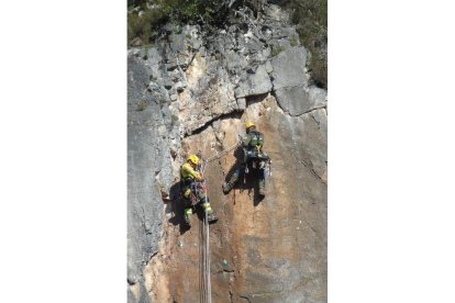 Está incluida en el Catálogo de Especies Amenazadas con la categoría de 