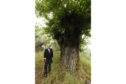 Teófilo Morán, junto a un castaño con una edad estimada de más de trescientos años. L. DE LA MATA