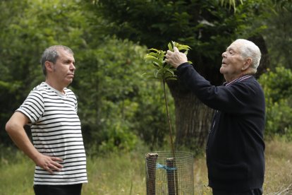Jorge y Teófilo Morán miman los castaños viejos y los que han plantado. L. DE LA MATA