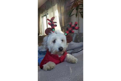 'Ru dog lf'. SERGIO ORDÁS LLAMAZARES