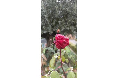 'Sobrevivir'. FRANCISCO PEQUE LOZANO