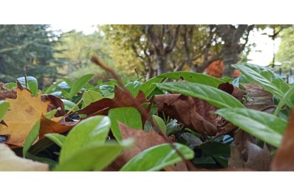 'Es Navidad'. FRANCISCO PEQUE LOZANO