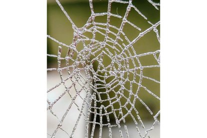 'Cencellada en el Portillo'. MARTA INÉS CASAIS GARCÍA