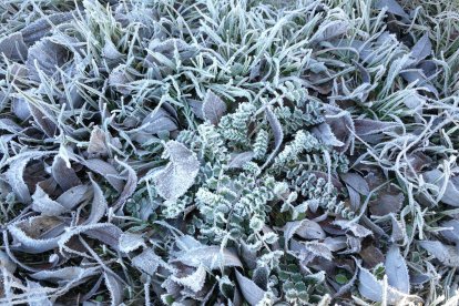 Cencellada en Gradefes. ANA GALLEGO BLANCA