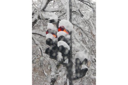 'Semáforo batueco'. En Babia. CONCEPCIÓN OJEA RODRÍGUEZ