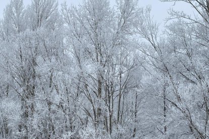 Cencellada en León. ANA GALLEGO BLANCA