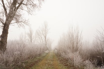 'Cencellada y niebla'. MARI CARMEN GONZÁLEZ GONZÁLEZ