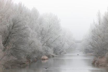 'Navidad en estado natural a su paso por León'. ENDIKA FULLAONDO BUSTO