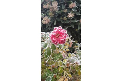 'Flor helada en Astorga'. LUIS FERNÁNDEZ RABASA