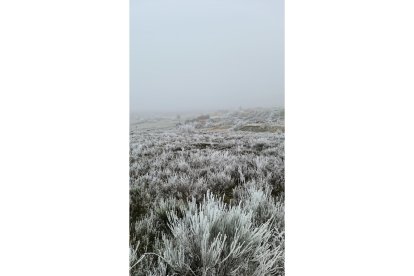 'Cencellada de Navidad'. JOSÉ IGNACIO HERNÁNDEZ CUETO