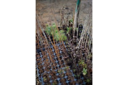 El monte de Viforcos, en Santa Colomba de Somoza, será reforestado. CAJA RURAL