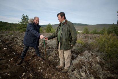 El monte de Viforcos, en Santa Colomba de Somoza, será reforestado. CAJA RURAL