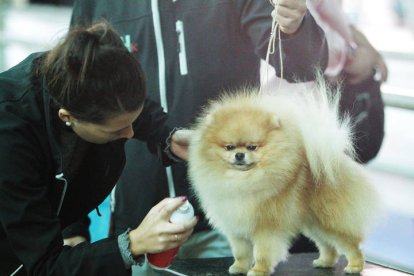 Exposicion internacional canina. SECUNDINO PÉREZ