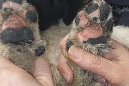 El perro acabó con las patas destrozadas al intentar salir del canal. DL