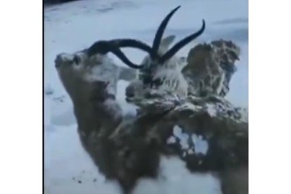 Ejemplares de ciervo amanecen congelados en una Noruega con temperaturas de -52,6 grados. RRSS