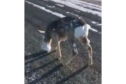 Un cervatillo ha logrado sobrevivir al frío, pero su cara y parte de su cuerpo están cubiertos de hielo. RRSS