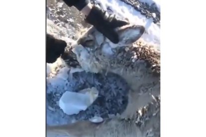 Un anónimo retira la gruesa capa de hielo acumulada en la cabeza del animal. RRSS