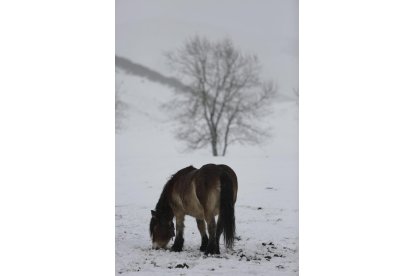 La nieve ha llegado a la provincia de León. FERNANDO OTERO