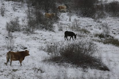 La nieve ha llegado a la provincia de León. FERNANDO OTERO