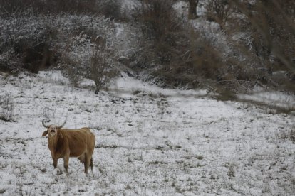 La nieve ha llegado a la provincia de León. FERNANDO OTERO