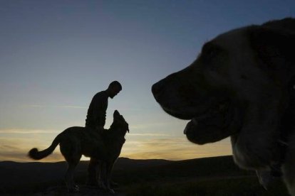 Un hombre pasea a los perros. DL