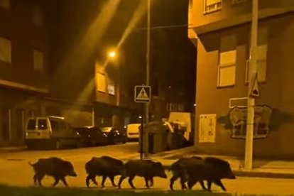 La piara de jabalís en Ponferada.